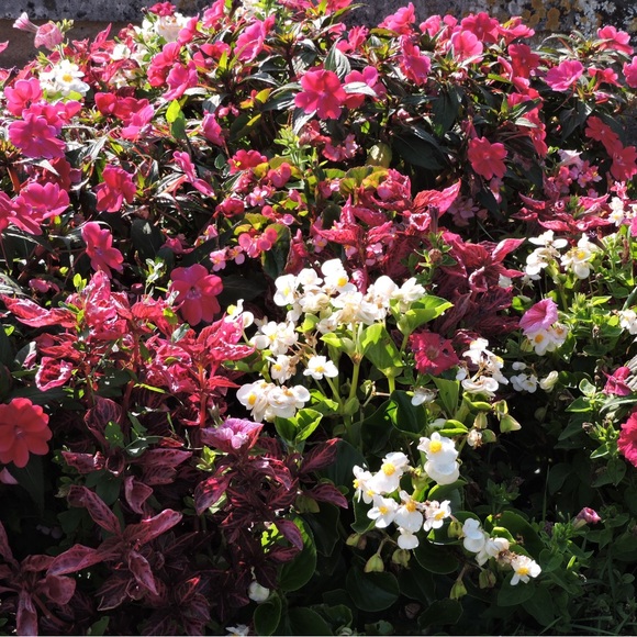 Meet your Posher, Paula - Picture 3 of 6